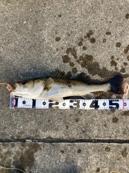 大アジ入ってきています