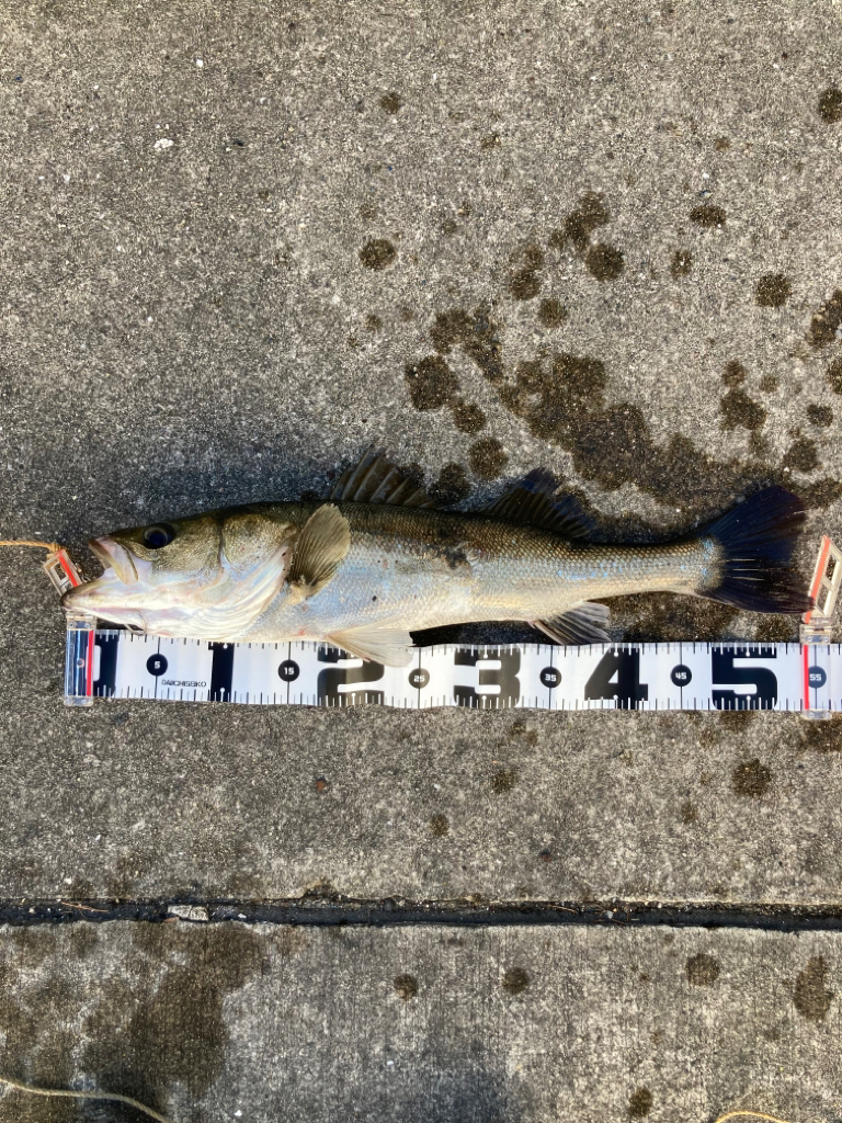 大アジ入ってきています