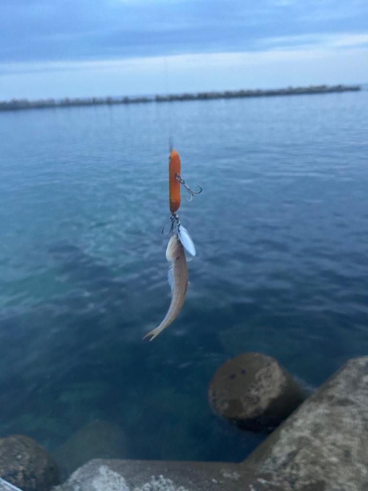 シーバスゲームと今年初の青物