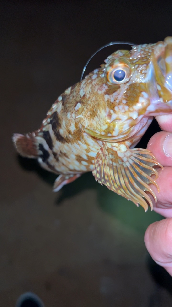 ライトゲーム楽しっ!