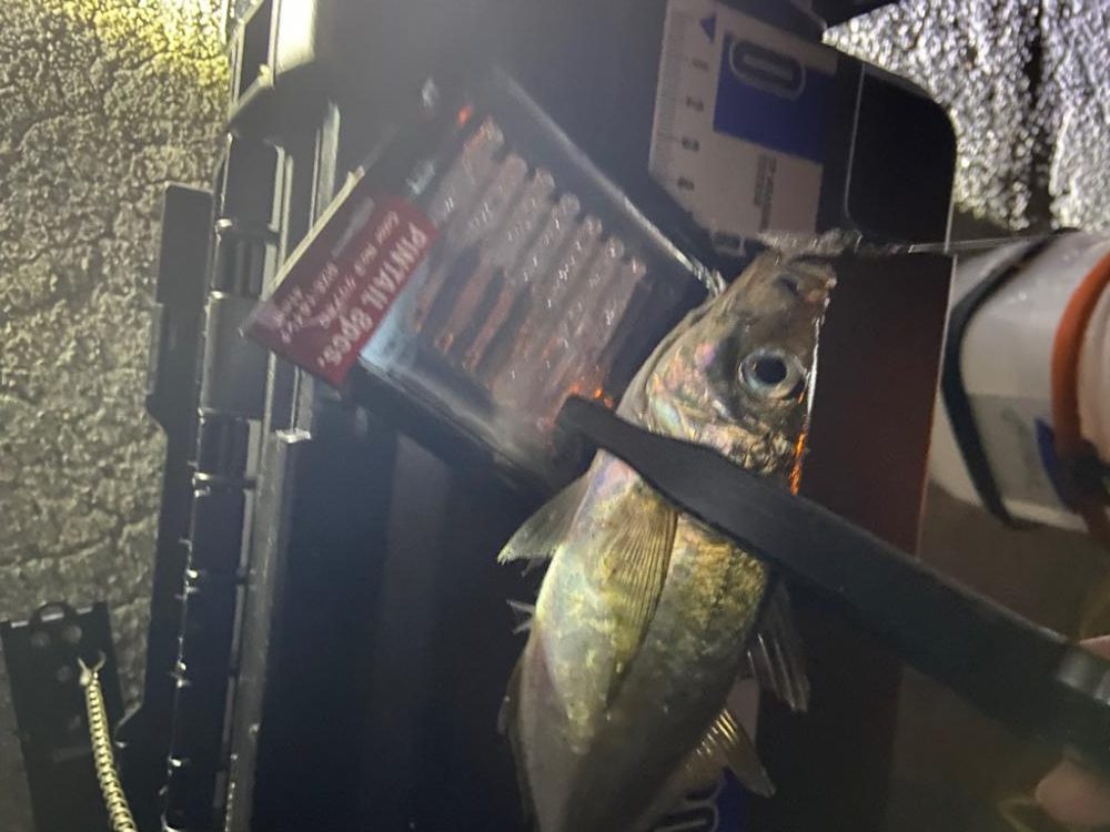 小アジが湧いている！青物も入ってきてます✋