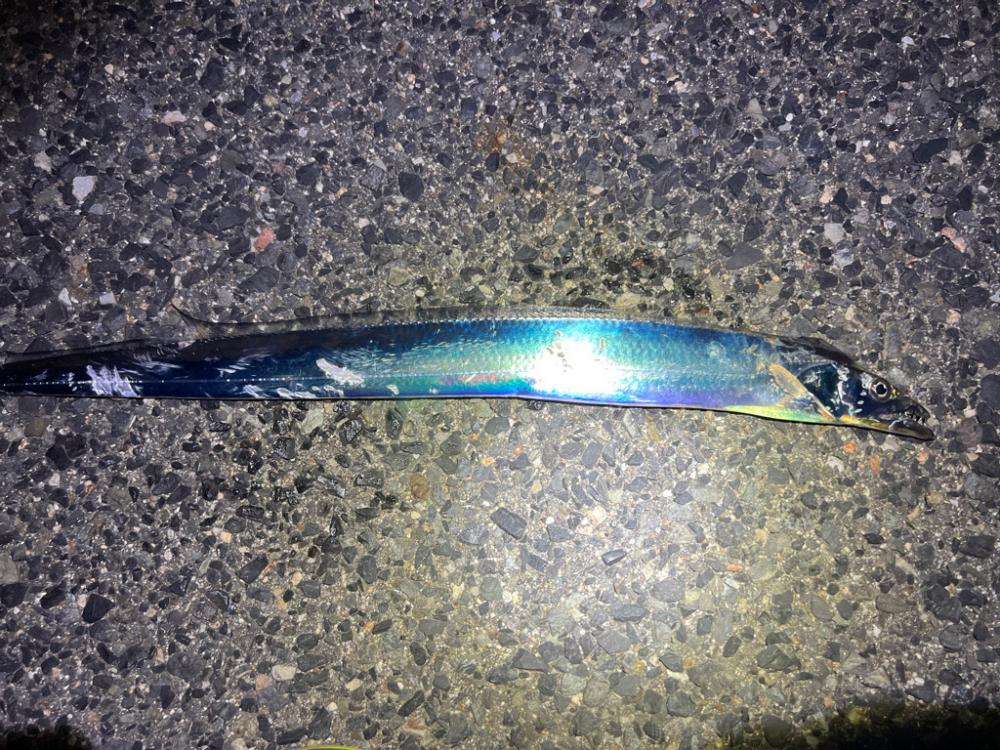 鯵を探して三千里 Vol.66