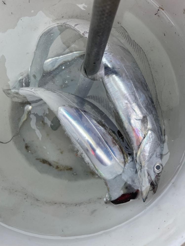 台風前のタチウオテンヤ