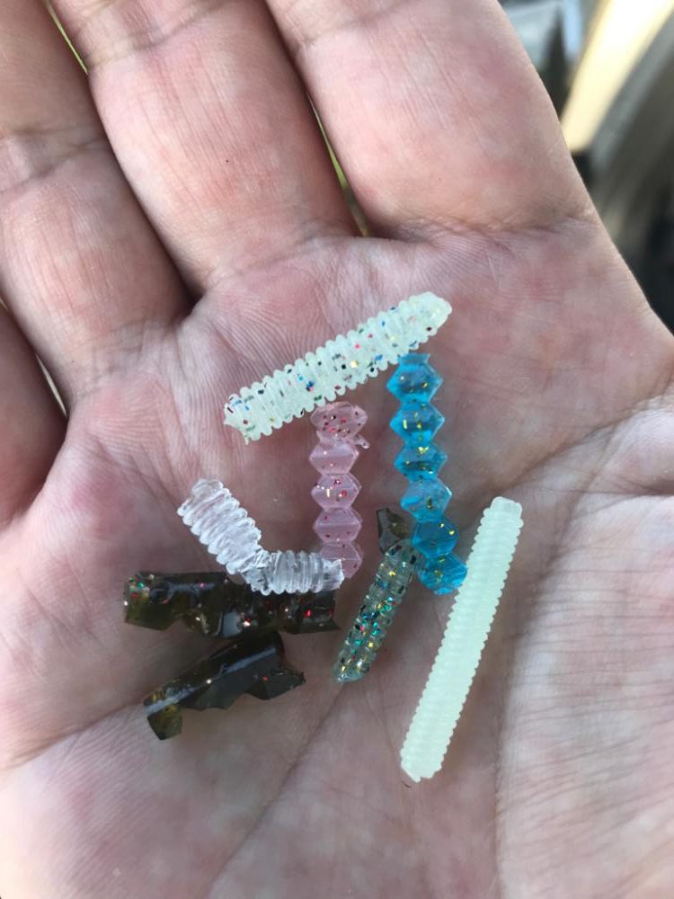 鳥取西部アジング調査