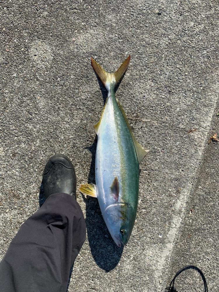 2か月以上ぶりの！