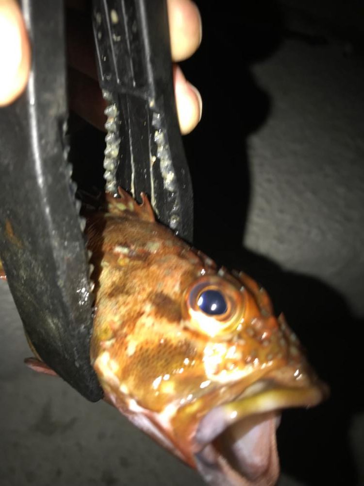 ちょい投げガシラ