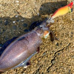 サイトエギング楽しいにゃ！