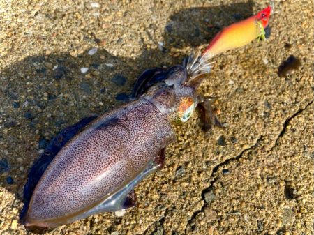 サイトエギング楽しいにゃ！