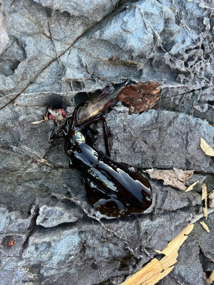 小浜ライトゲーム