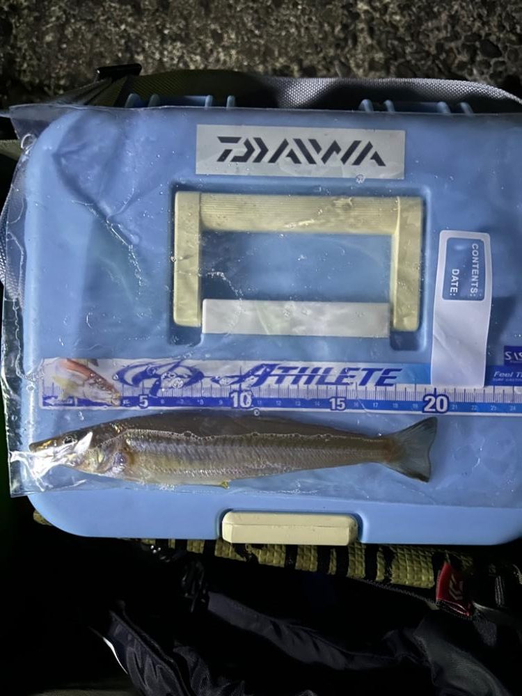 台風後🌀の深日港、夜釣り