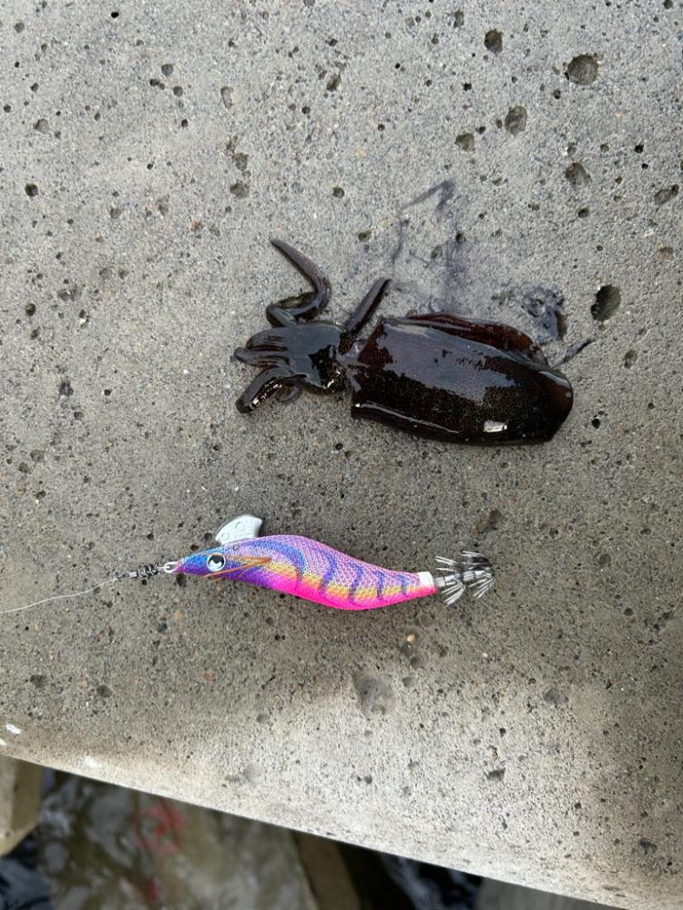 秋イカスタート