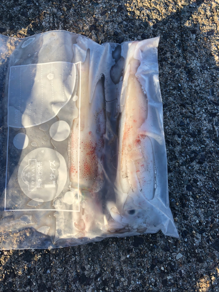 【舞鶴エリア】大バラシとケンサキイカエギング