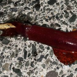 今年初エギング