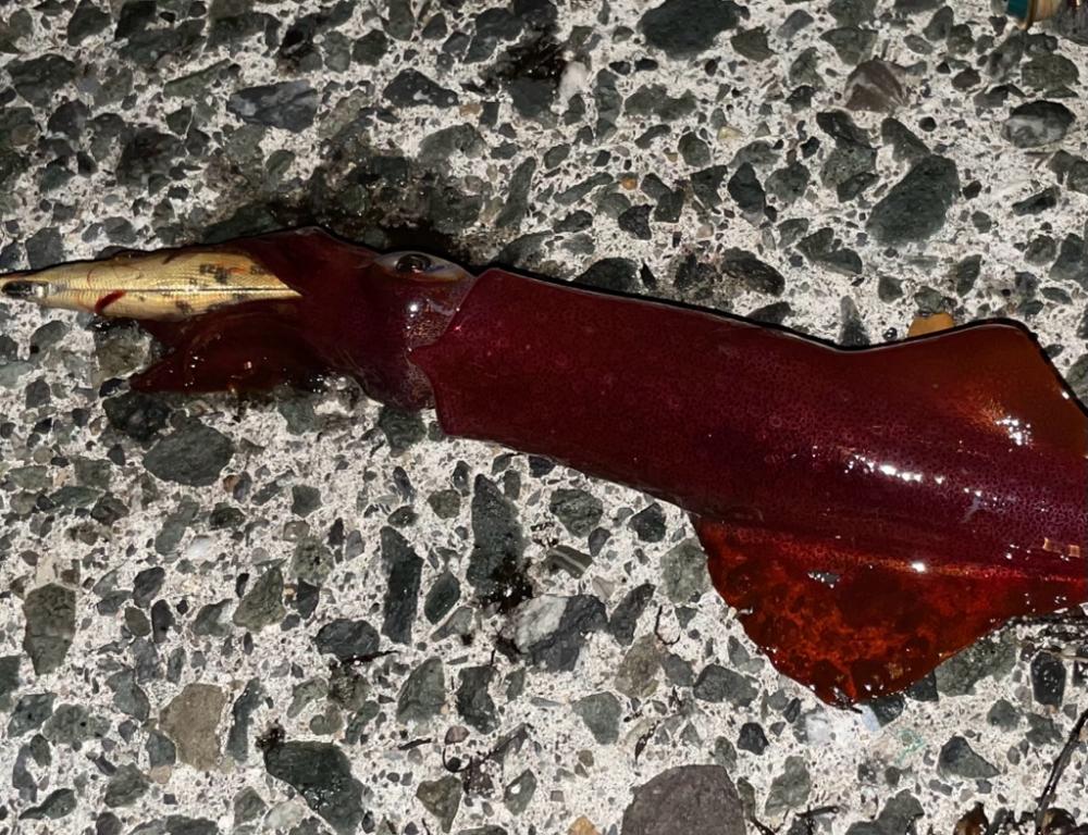 今年初エギング