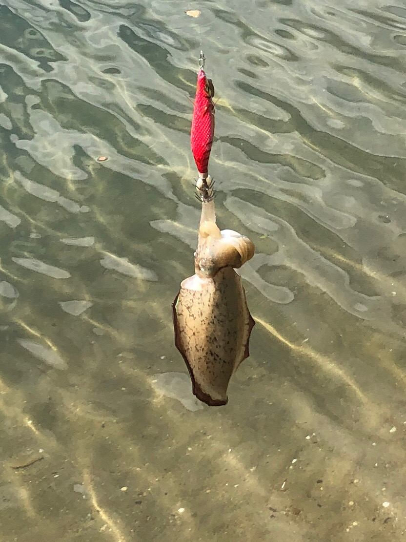 新子はどうかな?