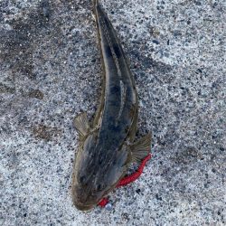 ファミリーフィッシング