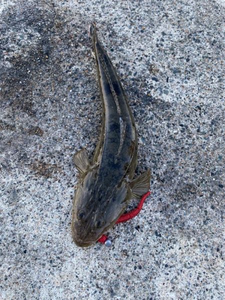 ファミリーフィッシング