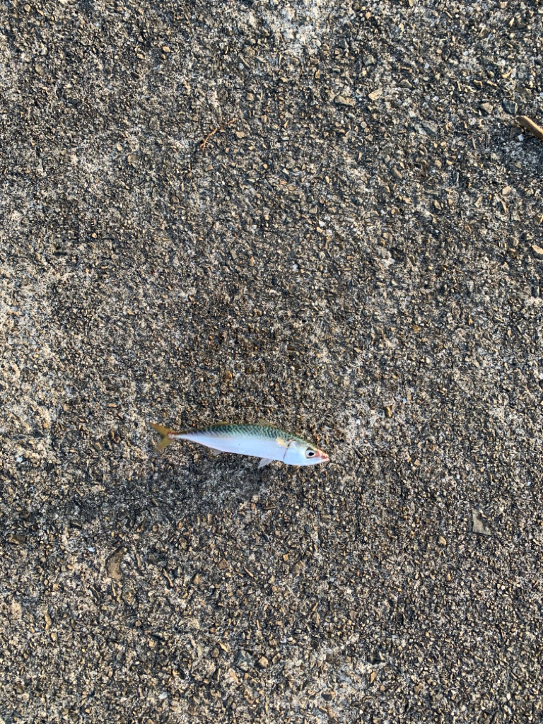 朝マヅメキビレ