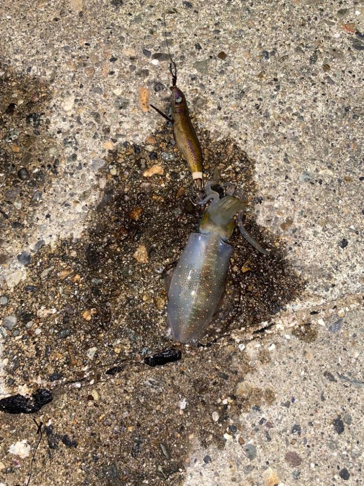 アオリとカミナリ