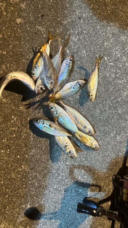 台風後の豆アジ