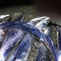 暑くてもタチウオは元気