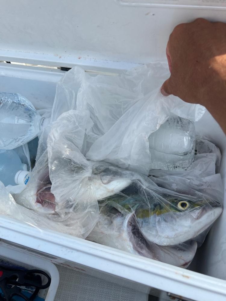 ハマチ!&サーベルフィッシュ!!