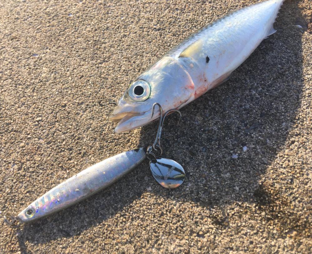 サビキ、サバゲー、ノマセ