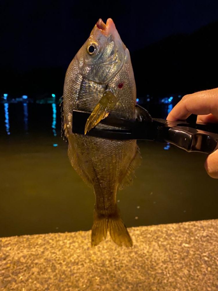 またまたアジング