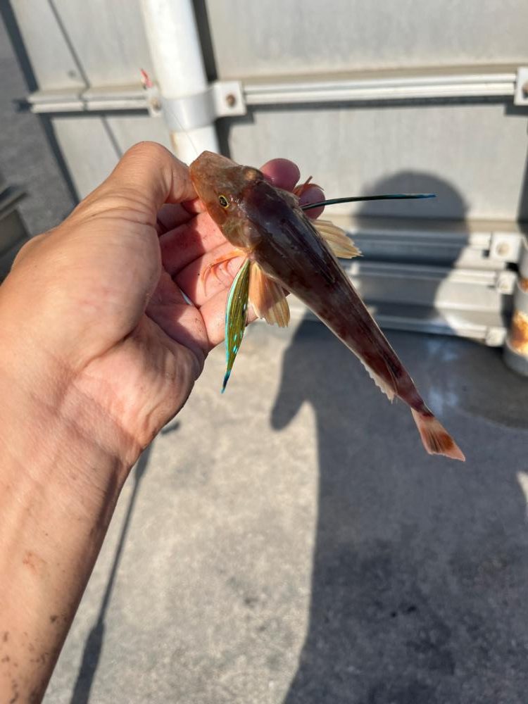 ファミリーフィッシング