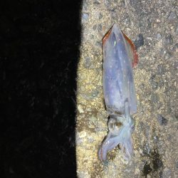 始まりました^_^