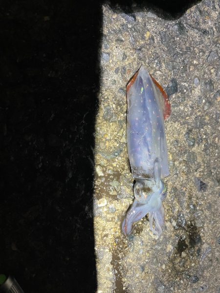 始まりました^_^