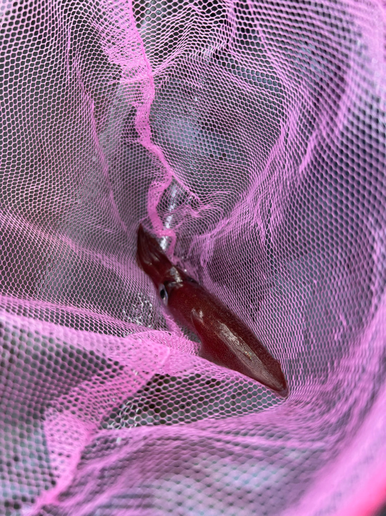 ケンサキイカ/イカメタル