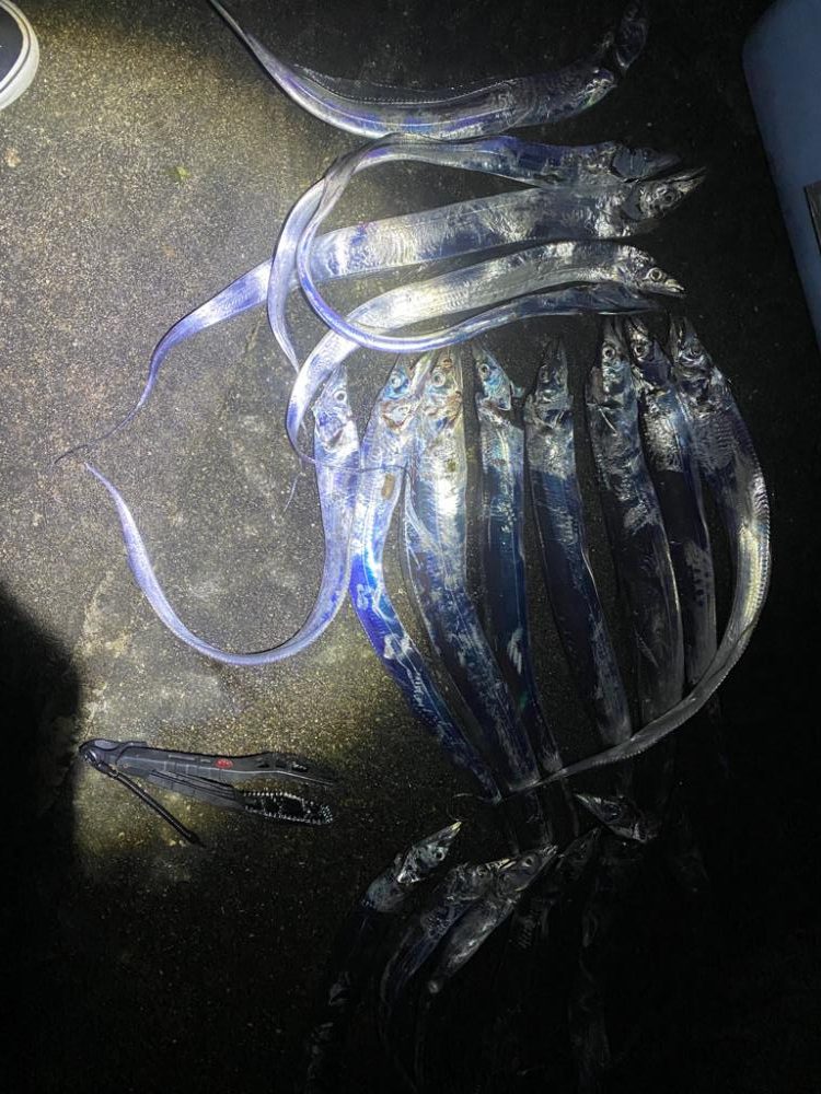 太刀魚がたくさん釣れました！！