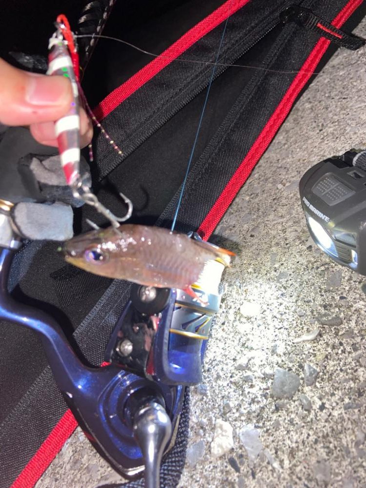 1投目からメジカ🎶