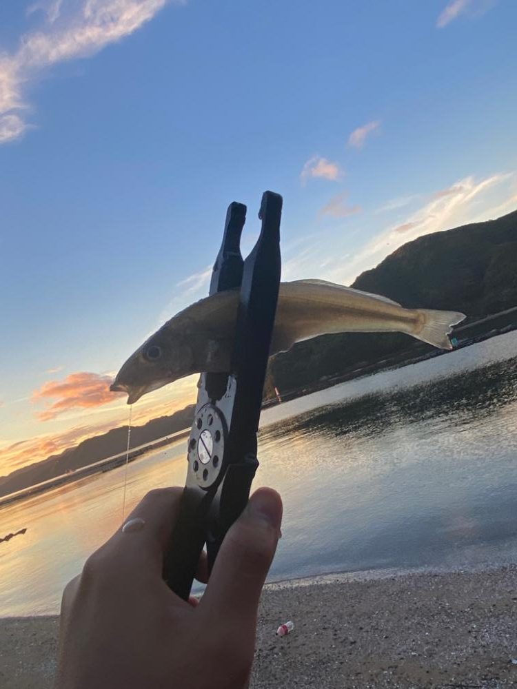 良型のキスゲット😙