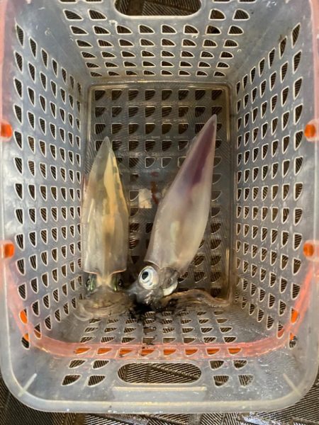 台風の影響下でイカメタル