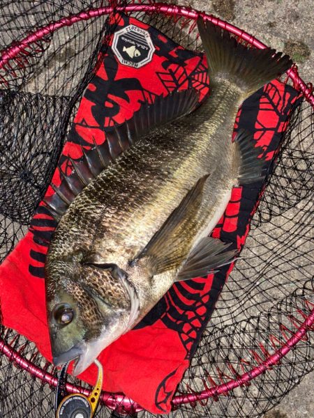 ヘチってきました