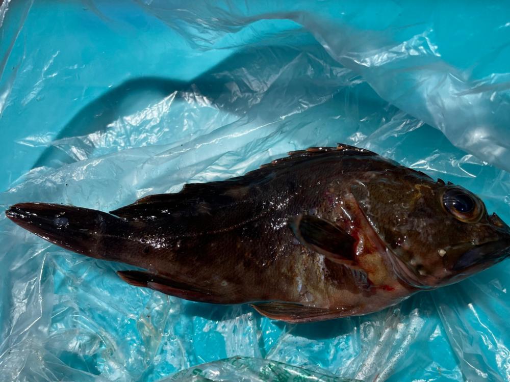 0円・最強餌‼️