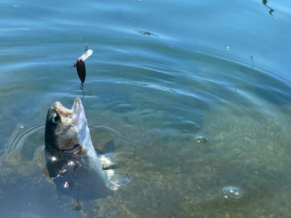 高島の泉さん釣れる