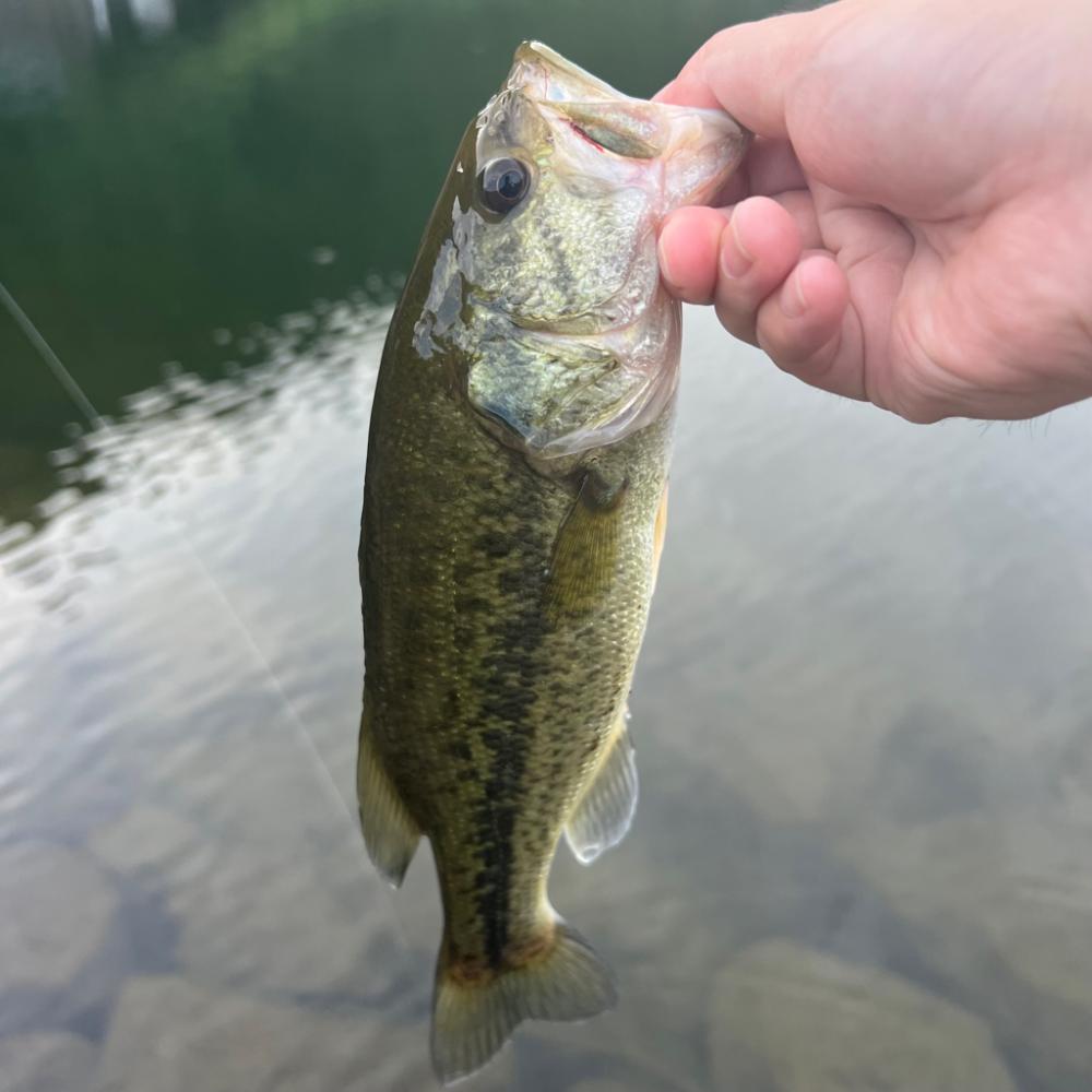 こんなに釣れて…笑