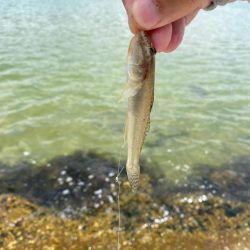 ライトちょい投げ五目