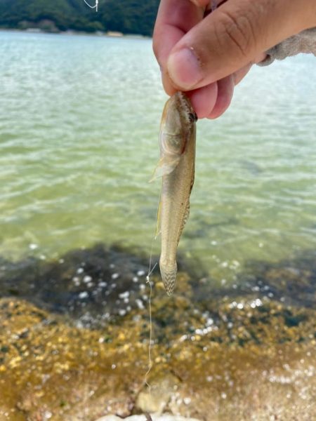 ライトちょい投げ五目