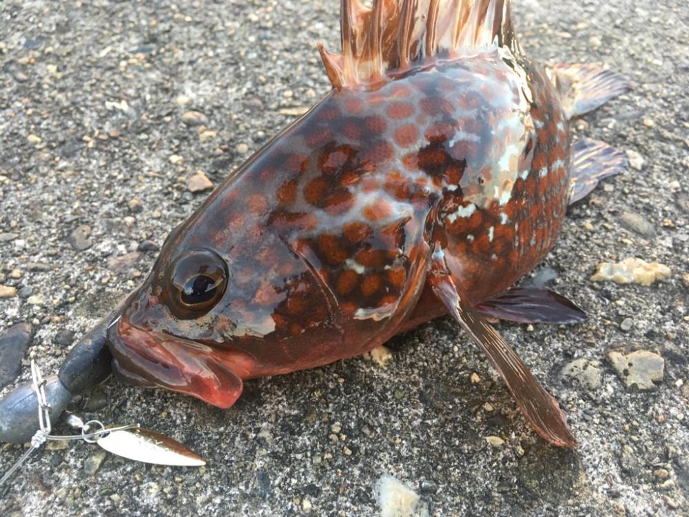 【タコフィネス】アコウ4＋タコ2