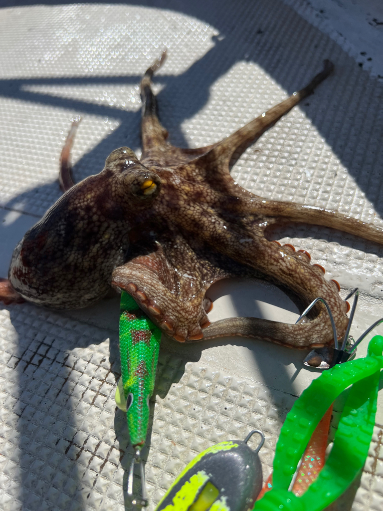 ８月の明石タコ釣り情報🐙