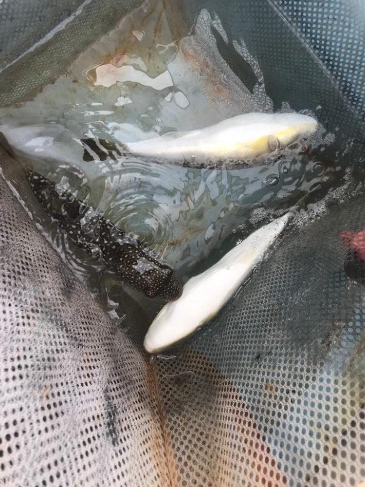 栄真丸カットウフグ