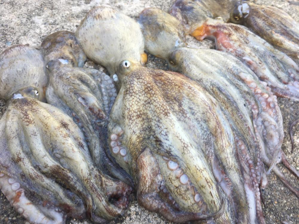 【タコフィネス】苦潮下でのタコ戦略