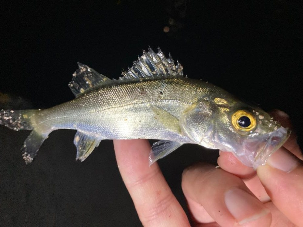 アジ減った⁈涙