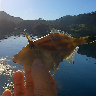 エギングタックルでかぶせ釣り!