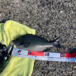 エビ撒き釣りで高級魚