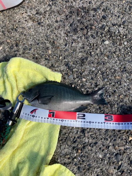 エビ撒き釣りで高級魚